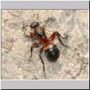 Formica -Serviformica- cf rufibarbis - Ameisenkoenigin 01 11mm.jpg